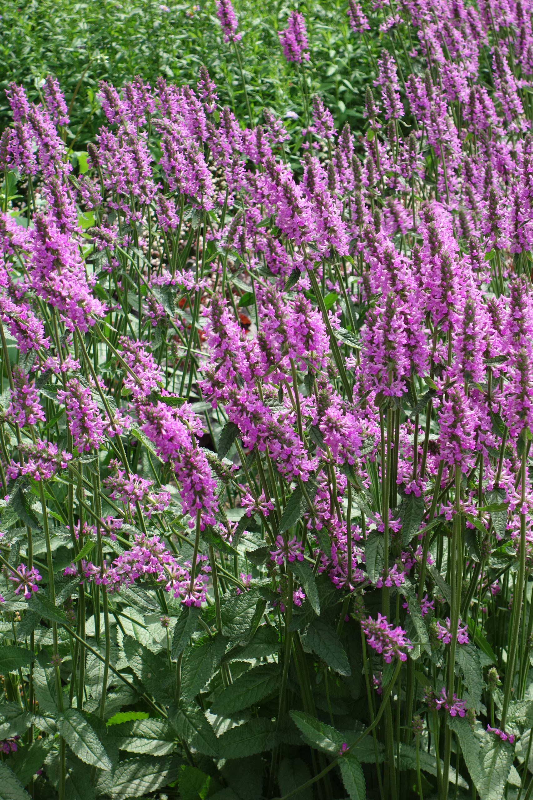 5990_stachys_cultorum_summer_romance_SS_002.jpeg