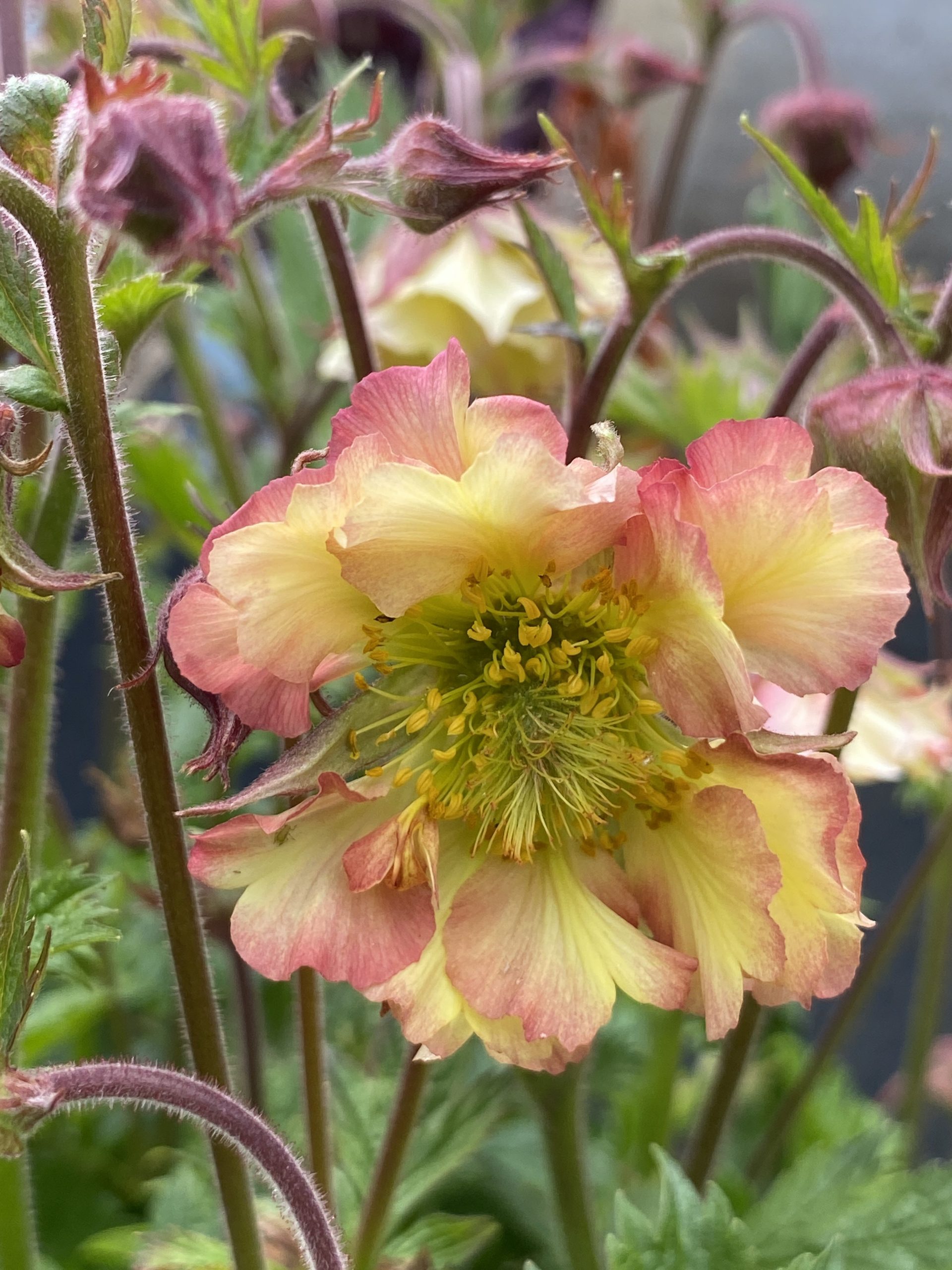 6005_geum_cultorum_pretticoats_peach_SR_004.jpeg