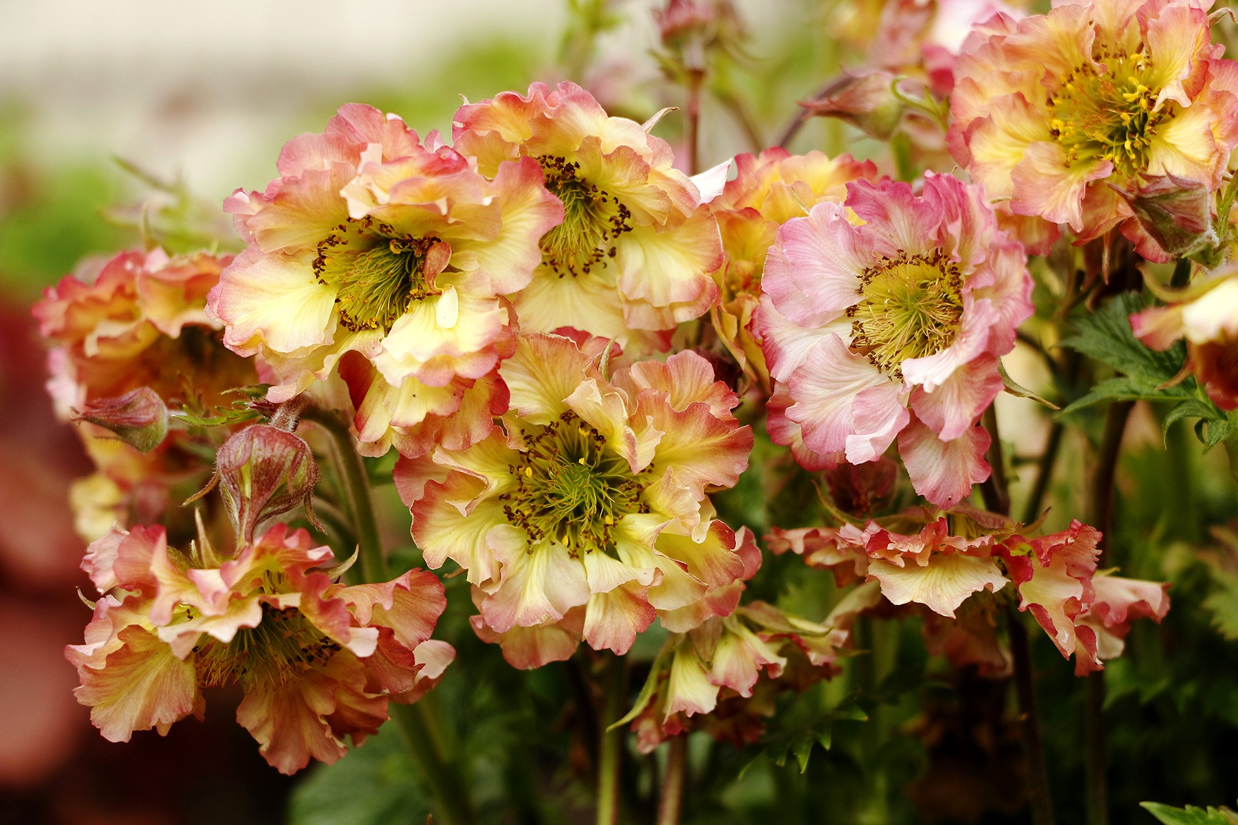 6006_geum_cultorum_pretticoats_peach_SR_005.jpeg