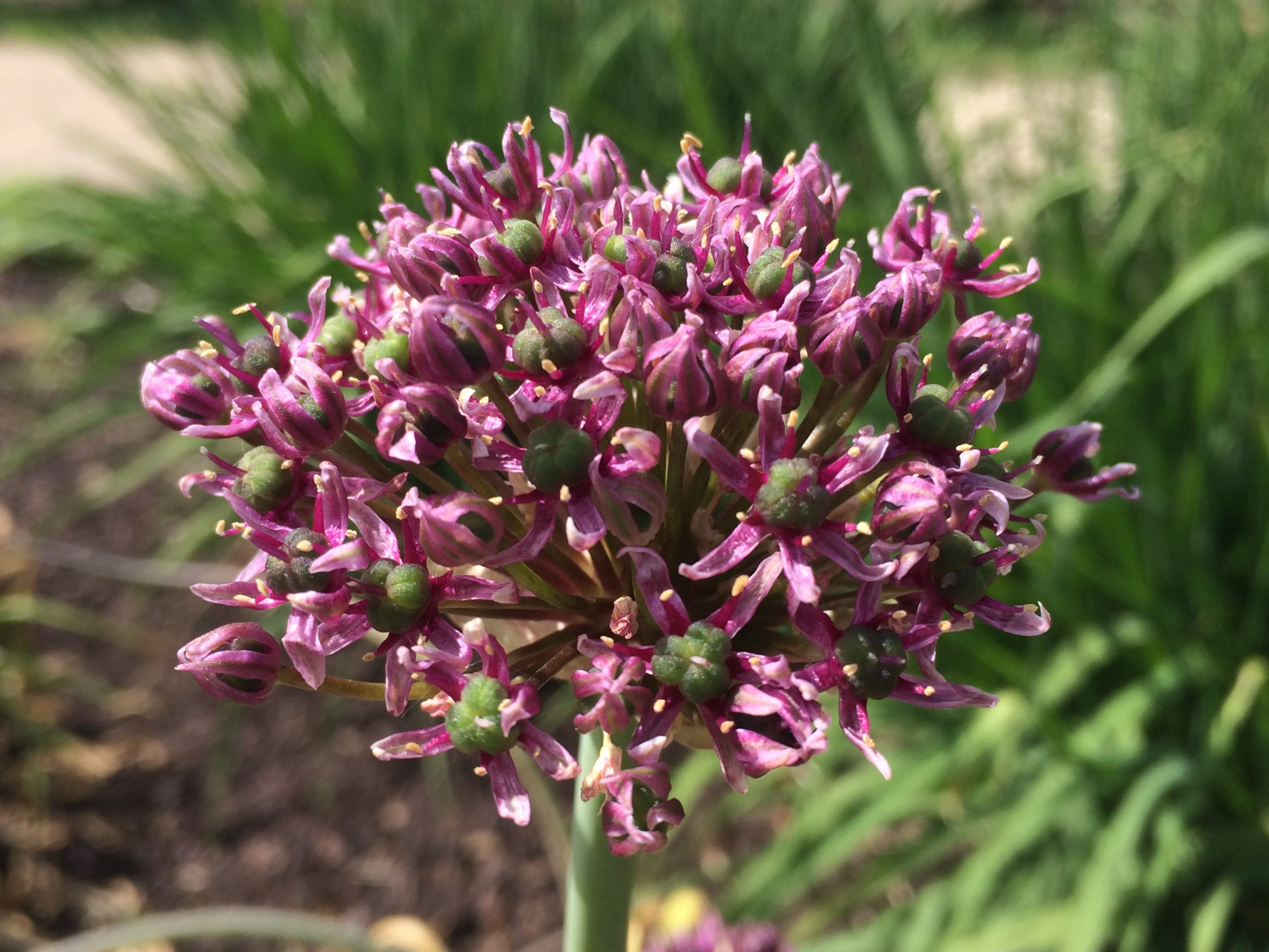 6065_allium_cultorum_miami_ZK_001.jpeg