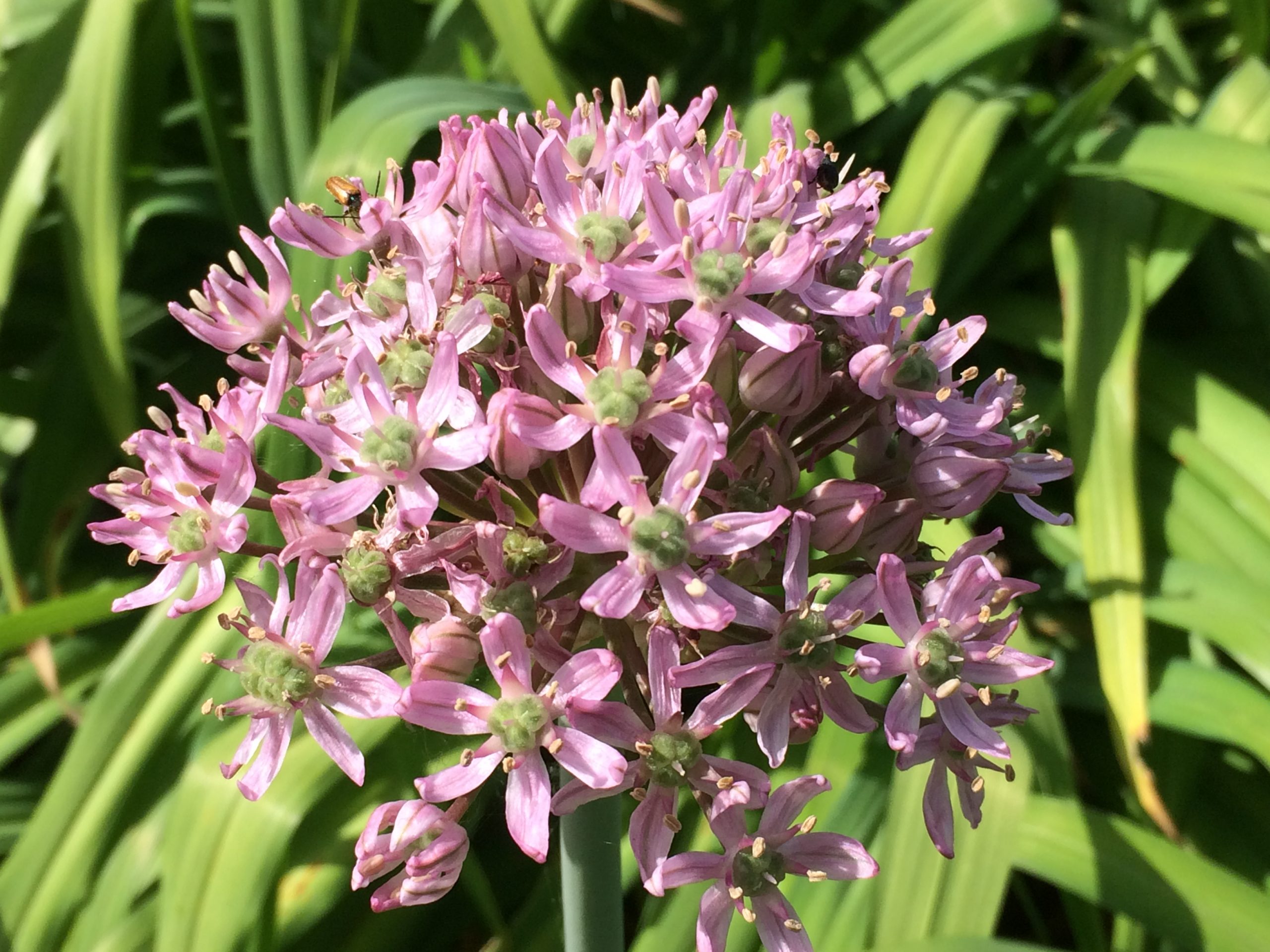 6067_allium_nigrum_pink_jewel_ZK_001.jpeg