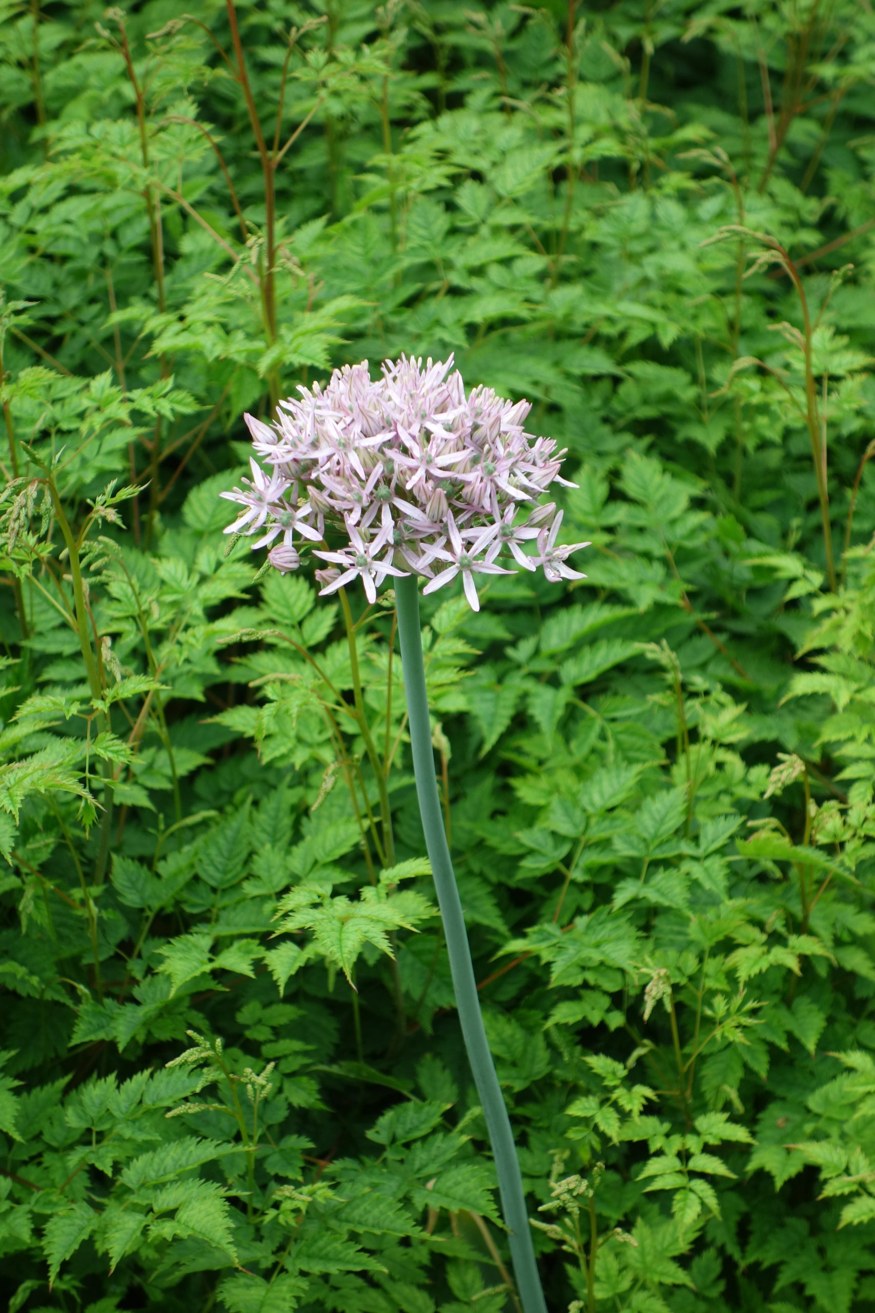 6068_allium_nigrum_pink_jewel_SS_002.jpeg