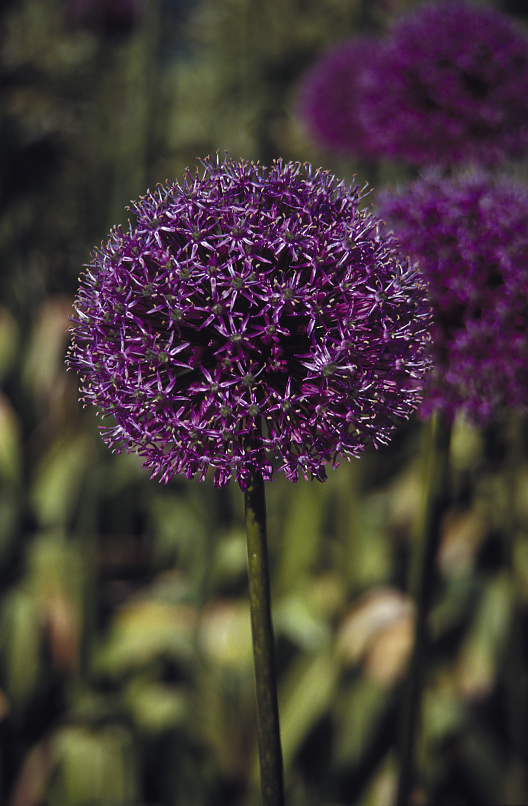 6086_allium_stipitatum_ZK_001.jpeg