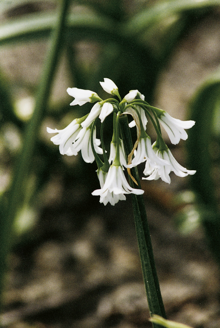 6087_allium_triquetrum_ZK_001.jpeg