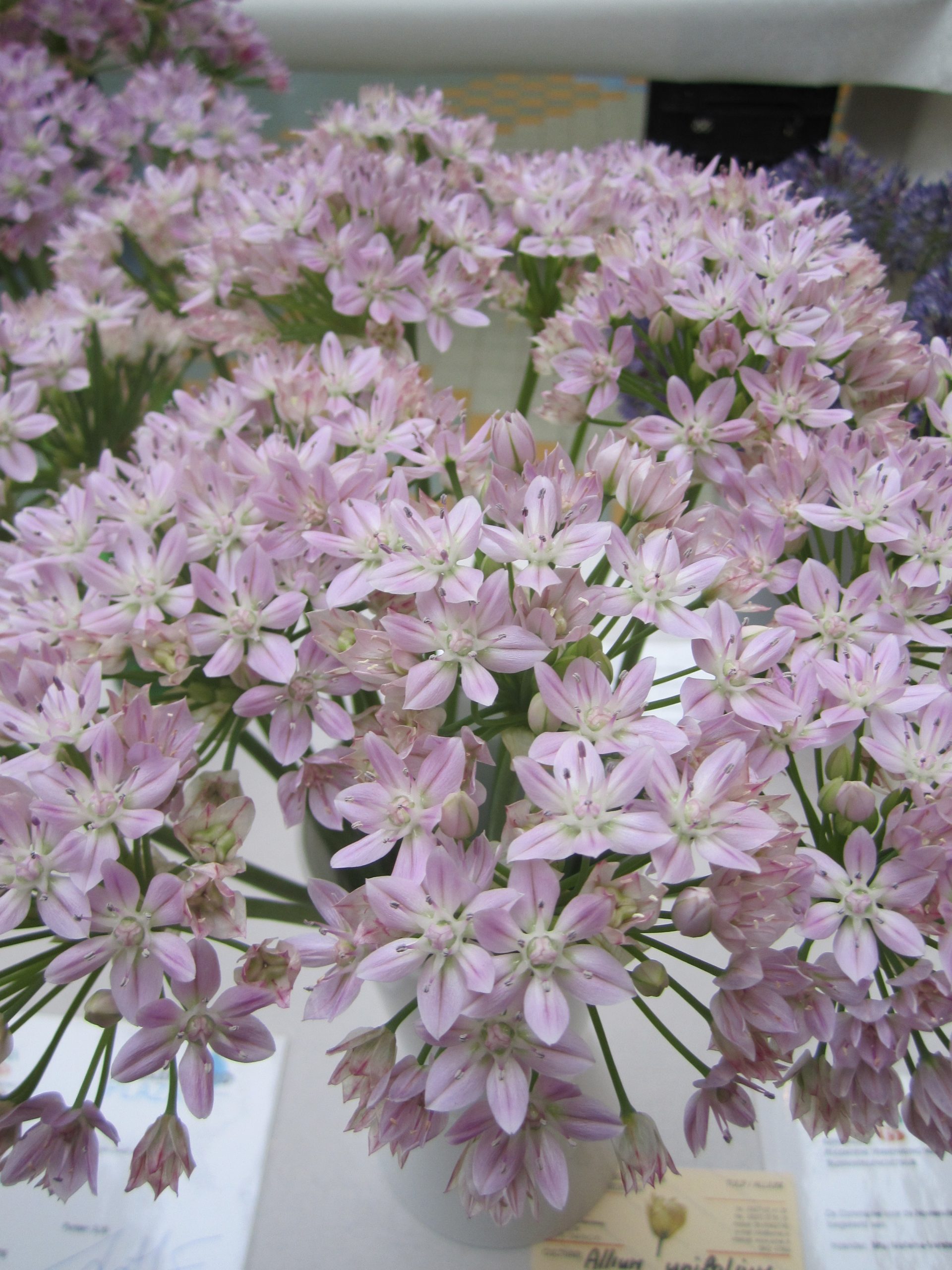 6088_allium_unifolium_ZK_001.jpeg