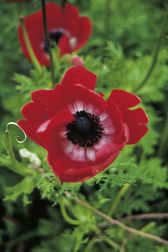6092_anemone_coronaria_hollandia_ZK_001.jpeg