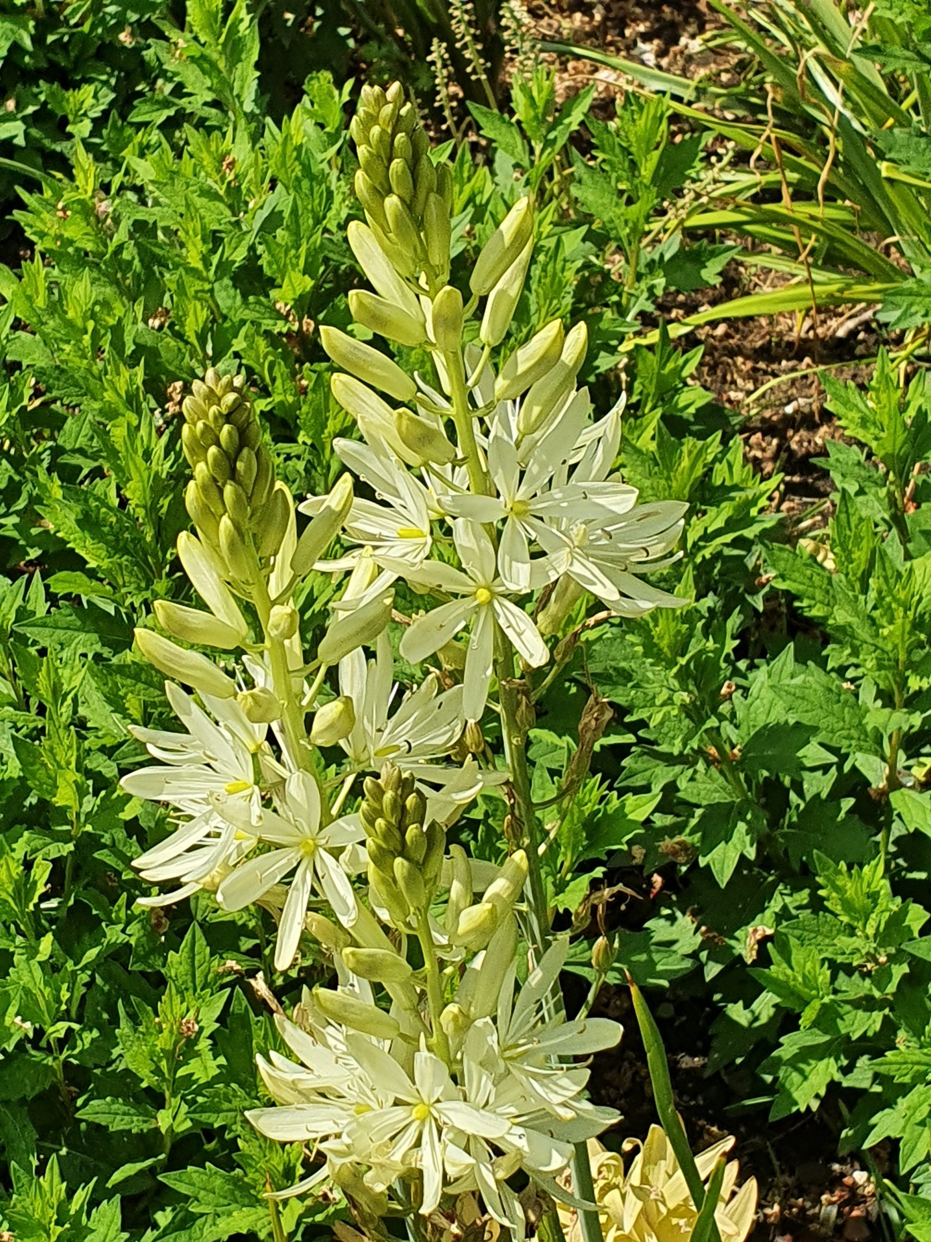 6101_camassia_leichtlinii_alba_ZK_001.jpeg