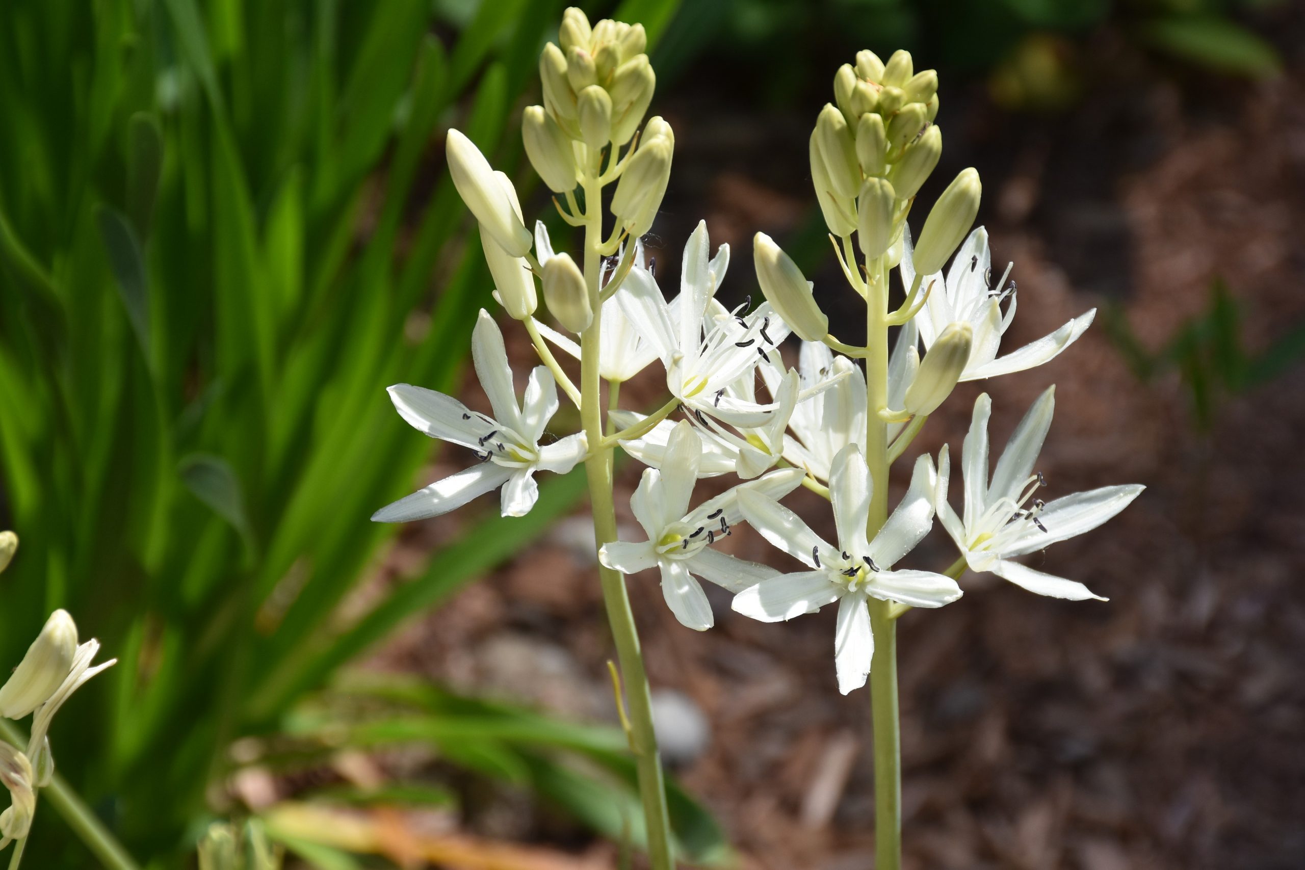 6102_camassia_leichtlinii_alba_XS_002.jpeg