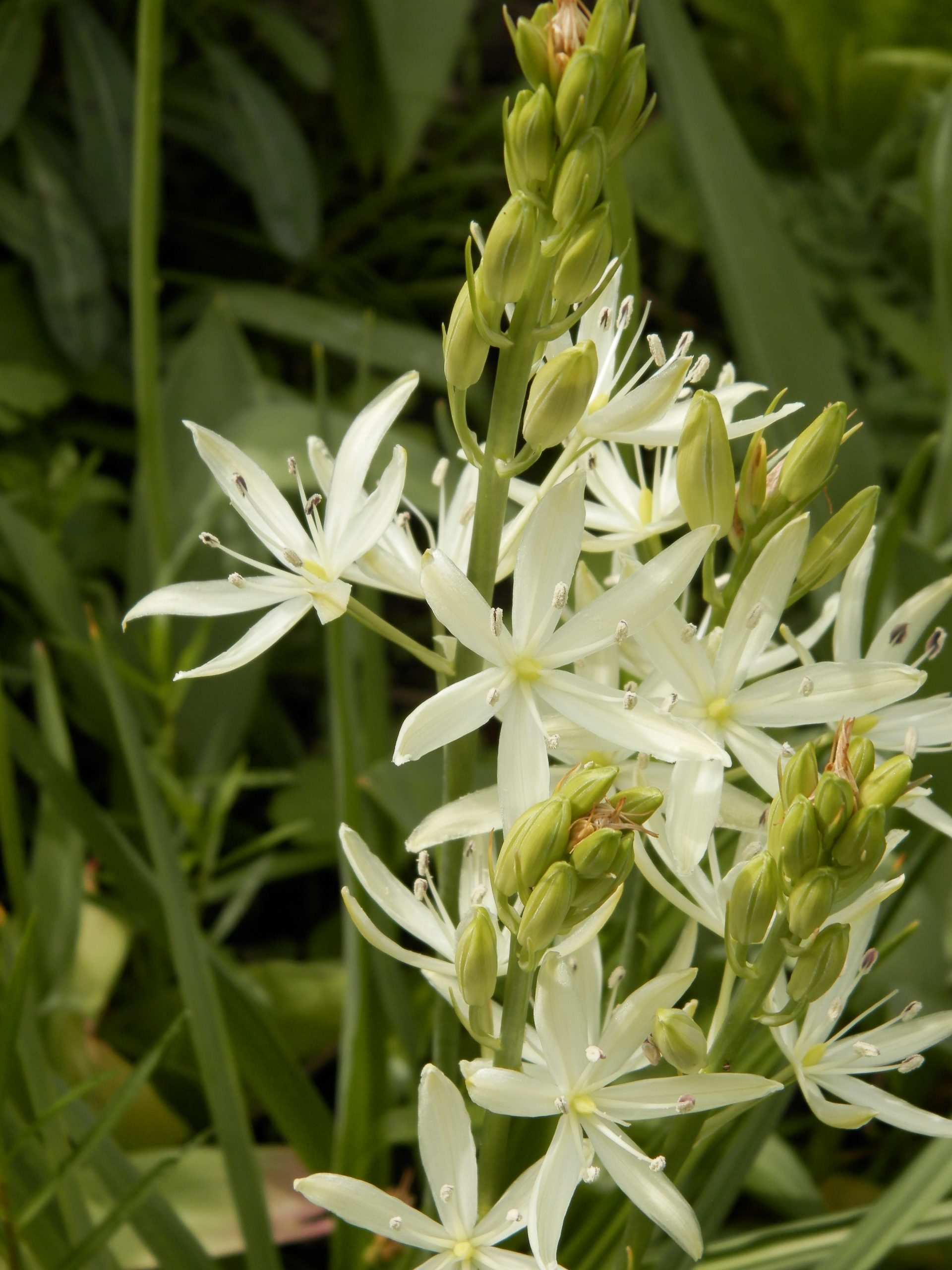 6105_camassia_leichtlinii_alba_XS_005.jpeg