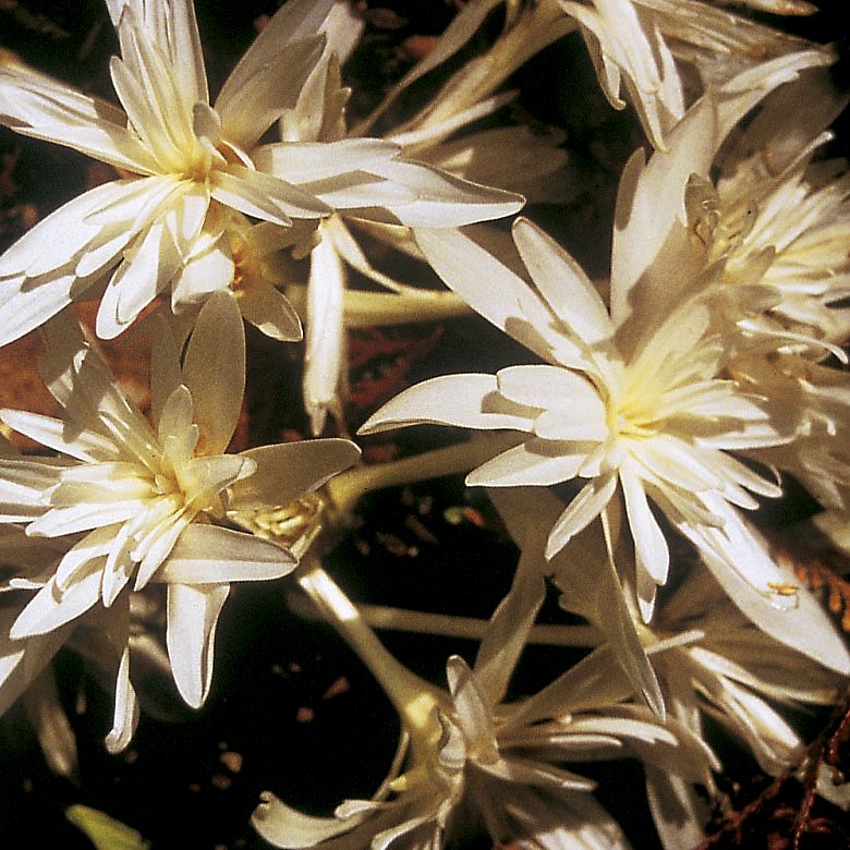 6115_colchicum_autumnale_alboplenum_ZK_001.jpeg