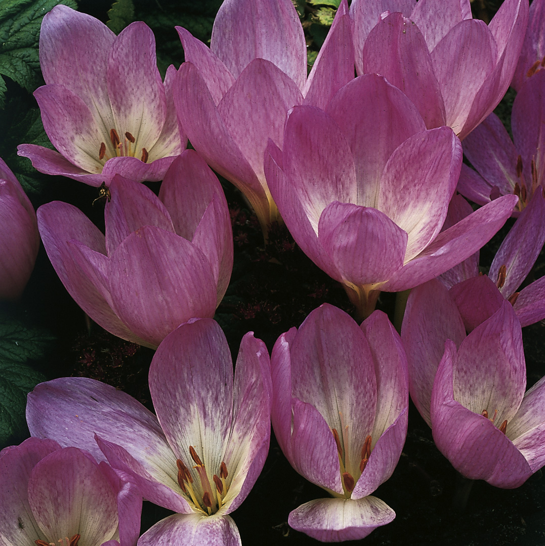 6117_colchicum_cultorum_giant_ZK_001.jpeg