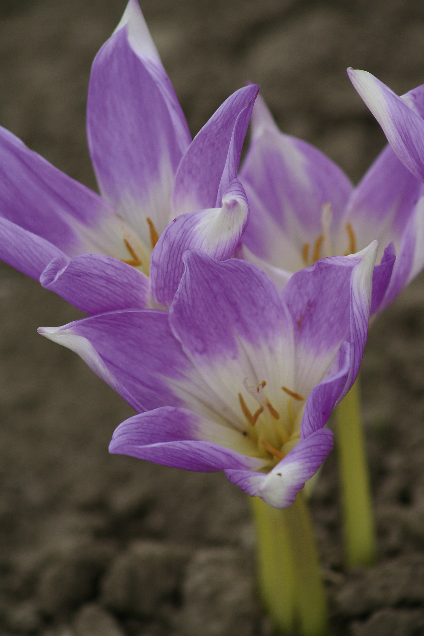 6118_colchicum_cultorum_lilac_wonder_ZK_001.jpeg