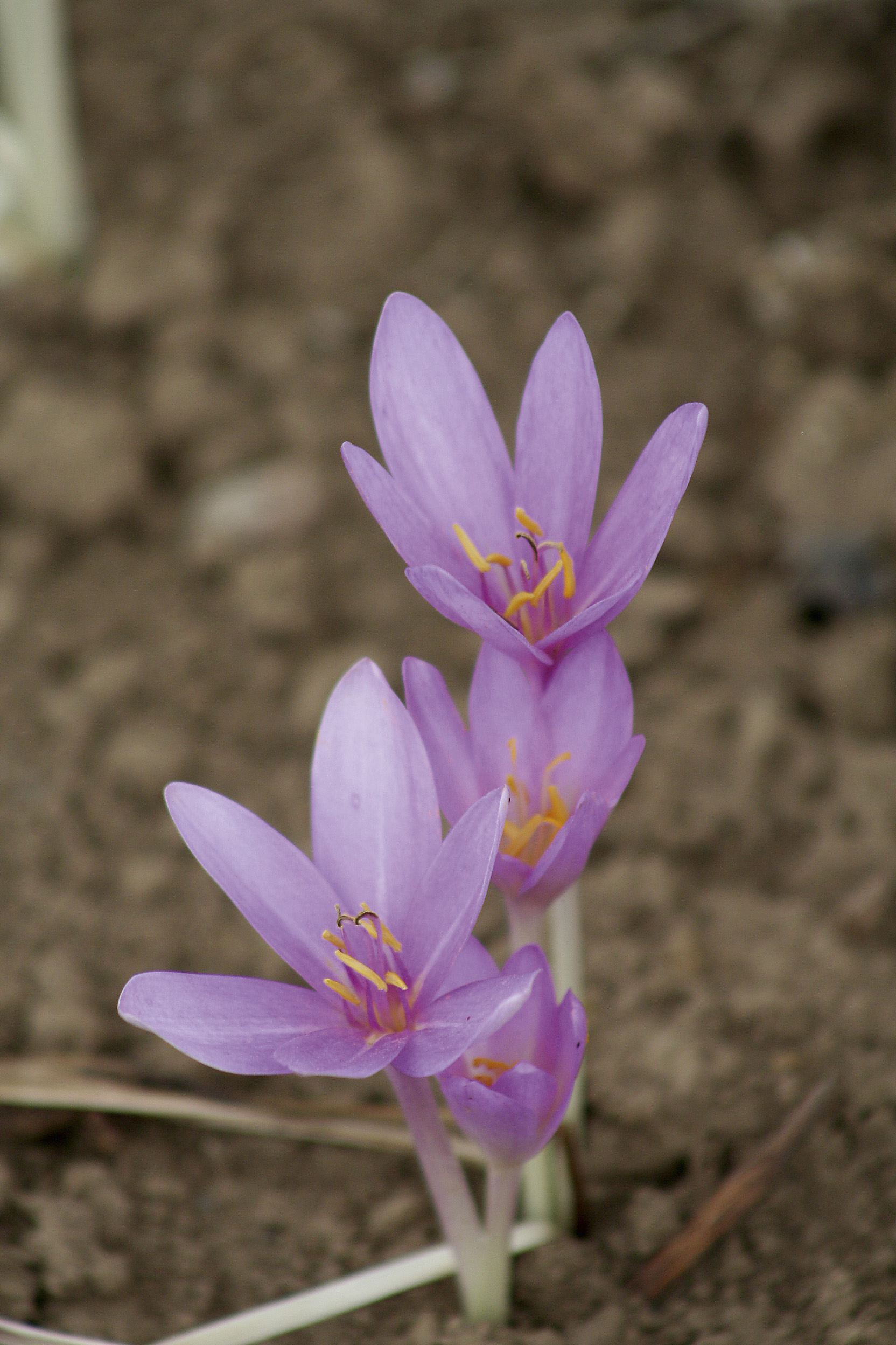 6120_colchicum_autumnale_ZK_001.jpeg