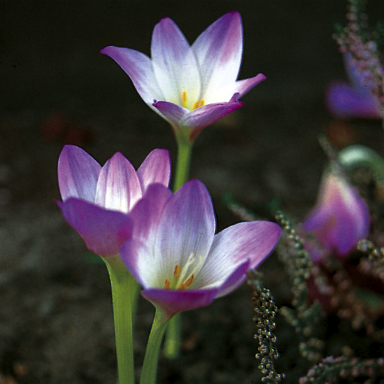 6121_colchicum_giganteum_ZK_001.jpeg