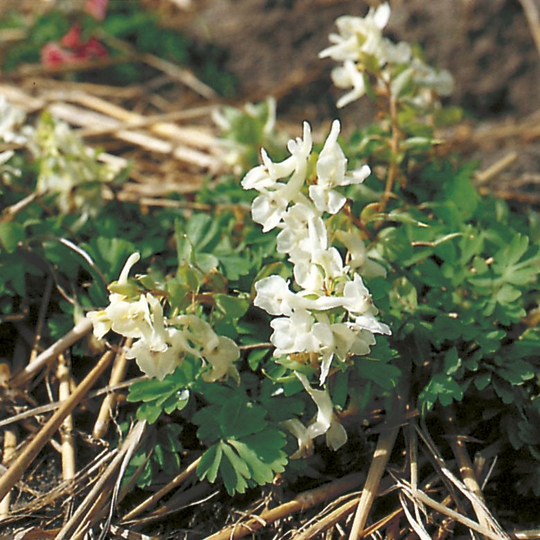 6124_corydalis_bulbosa_alba_ZK_001.jpeg