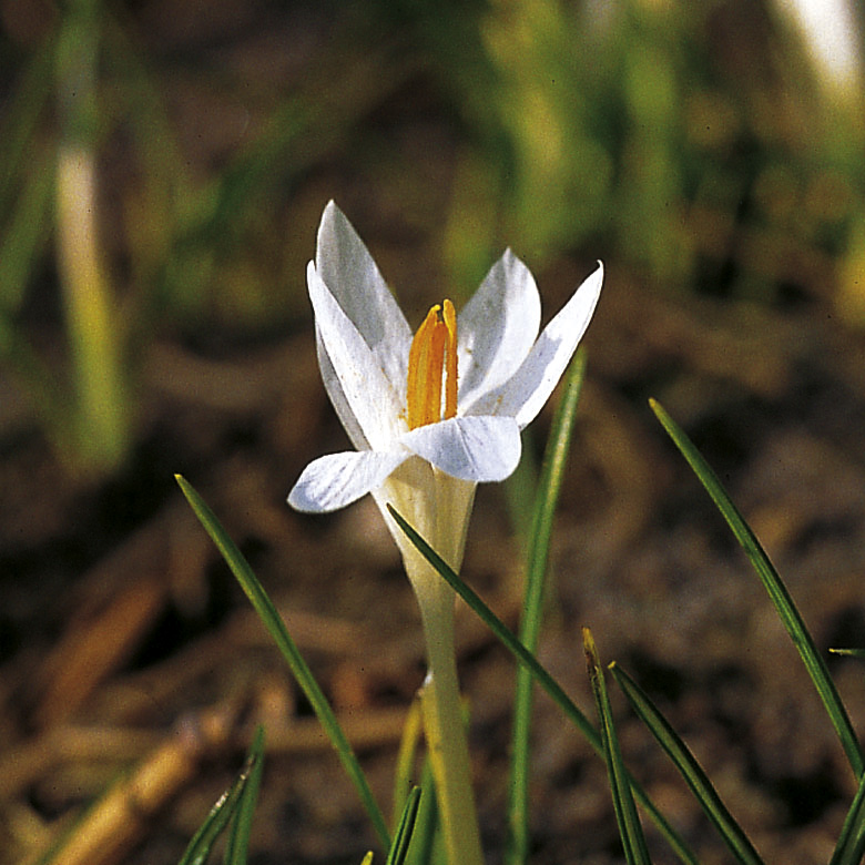 6127_crocus_tommasinianus_albus_ZK_001.jpeg