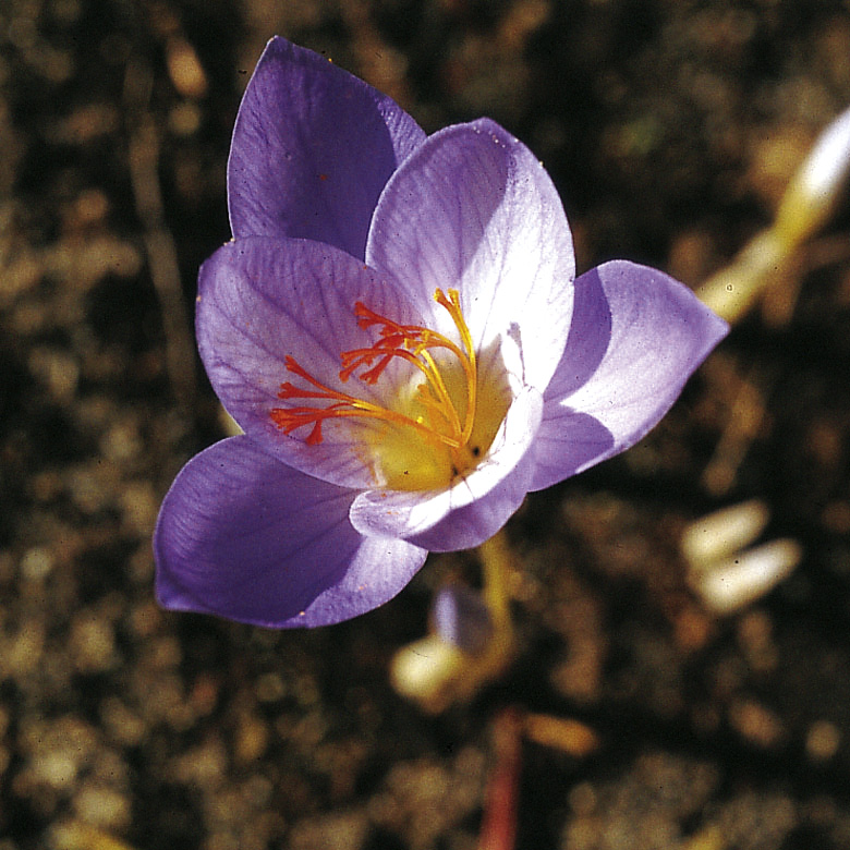 6128_crocus_speciousus_cassiope_ZK_001.jpeg
