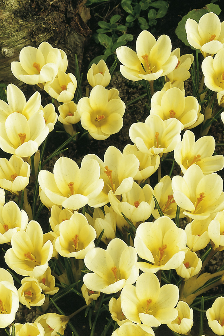 6129_crocus_chrysanthus_cream_beauty_ZK_001.jpeg