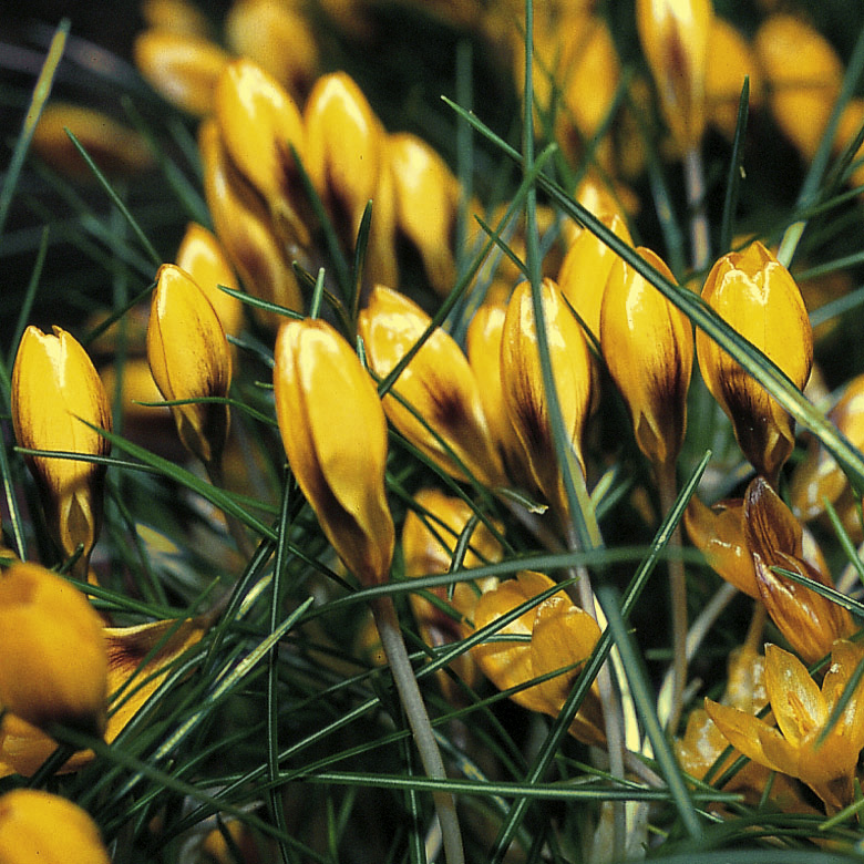 6135_crocus_chrysanthus_goldilocks_ZK_001.jpeg