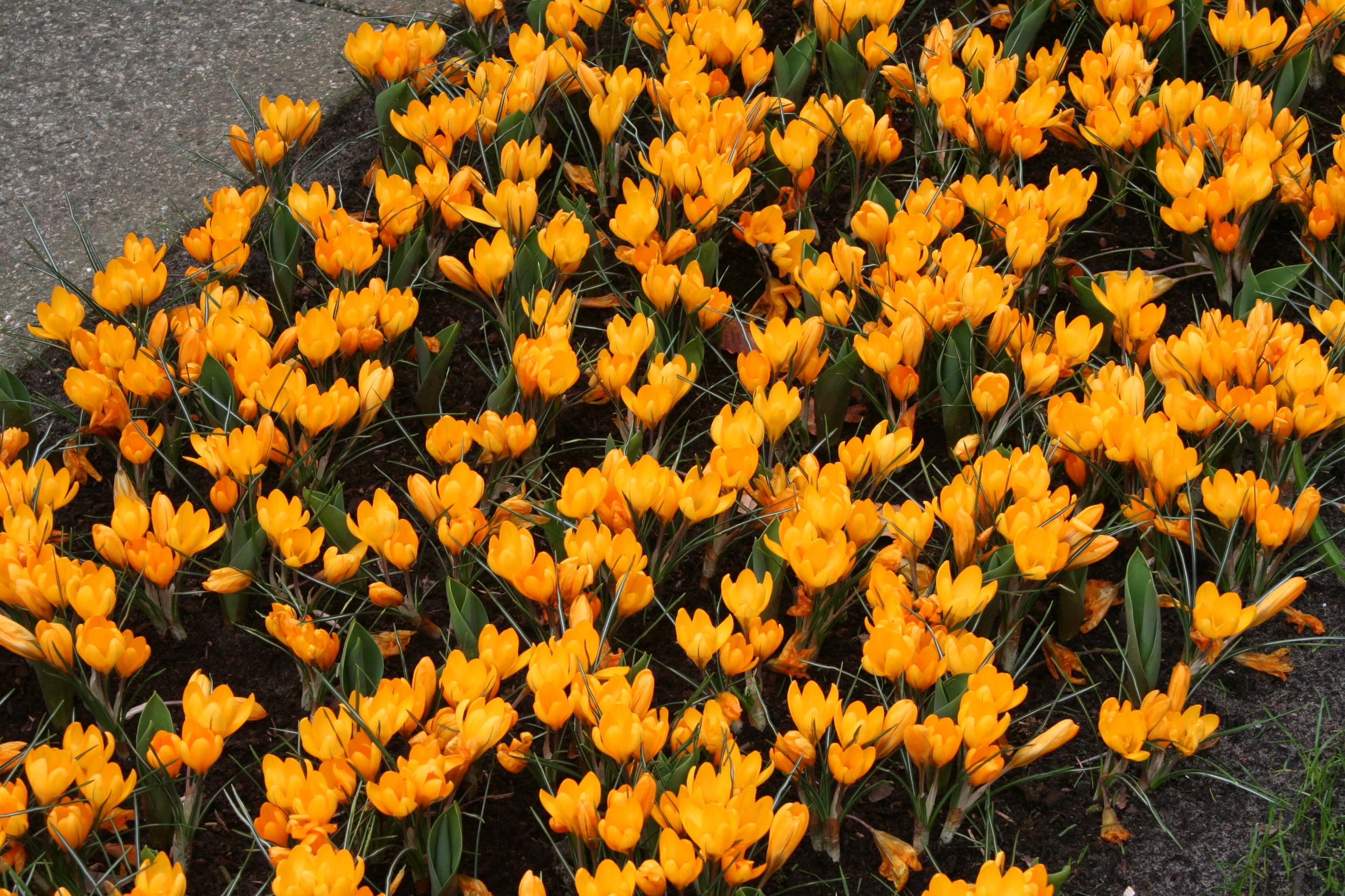 6137_crocus_cultorum_grosse_gelbe_ZK_001.jpeg