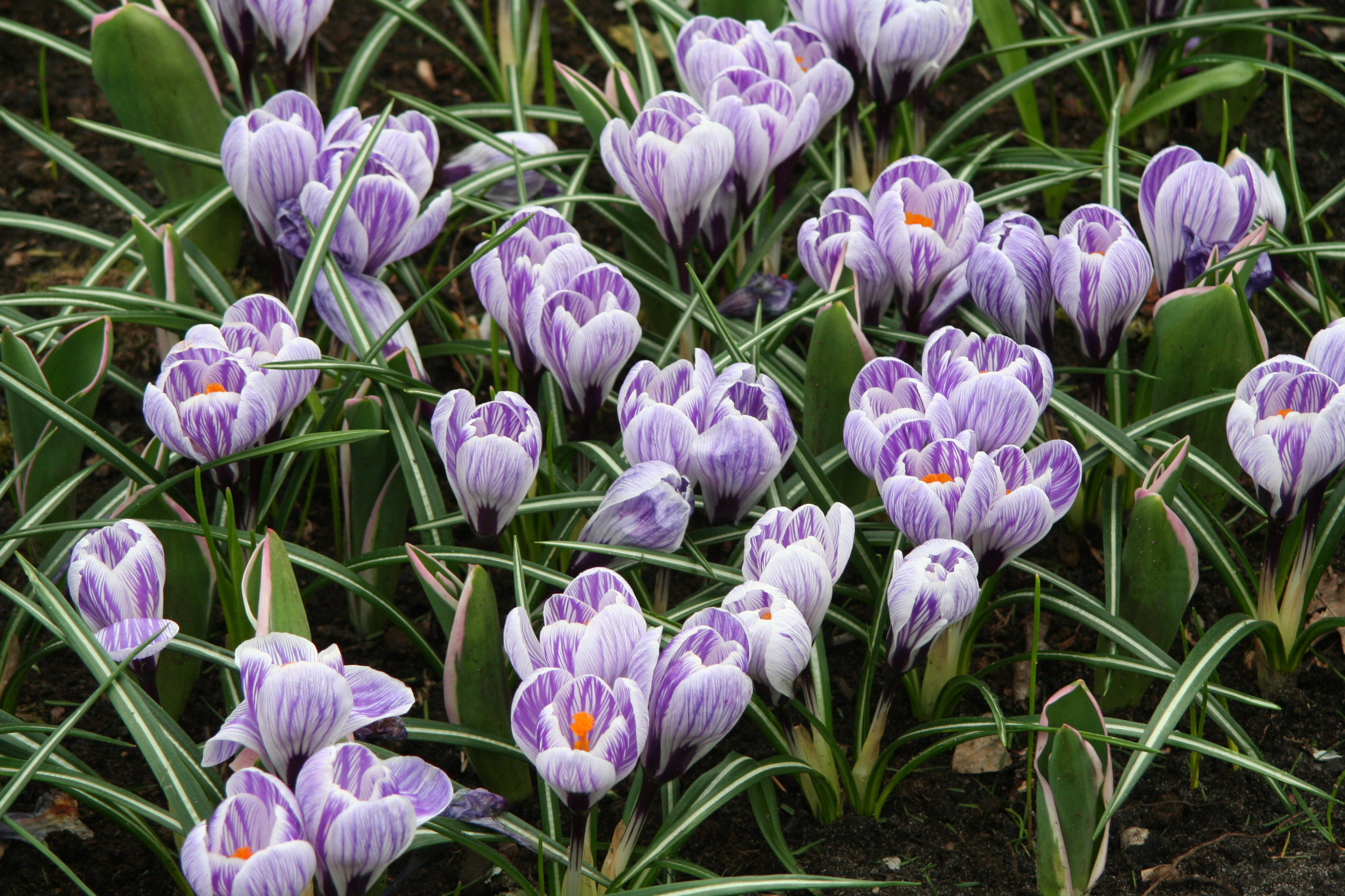 6144_crocus_cultorum_pickwick_ZK_001.jpeg