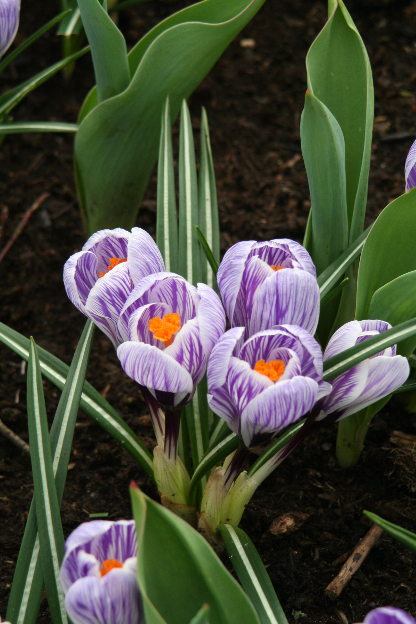 6145_crocus_cultorum_pickwick_ZK_002.jpeg