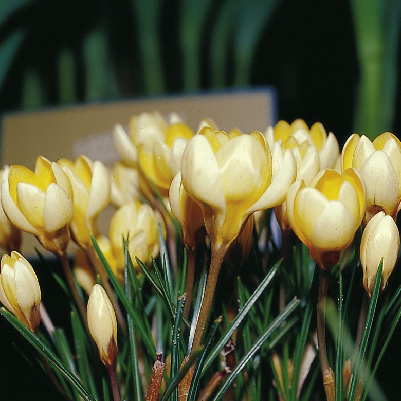 6150_crocus_chrysanthus_romance_ZK_001.jpeg