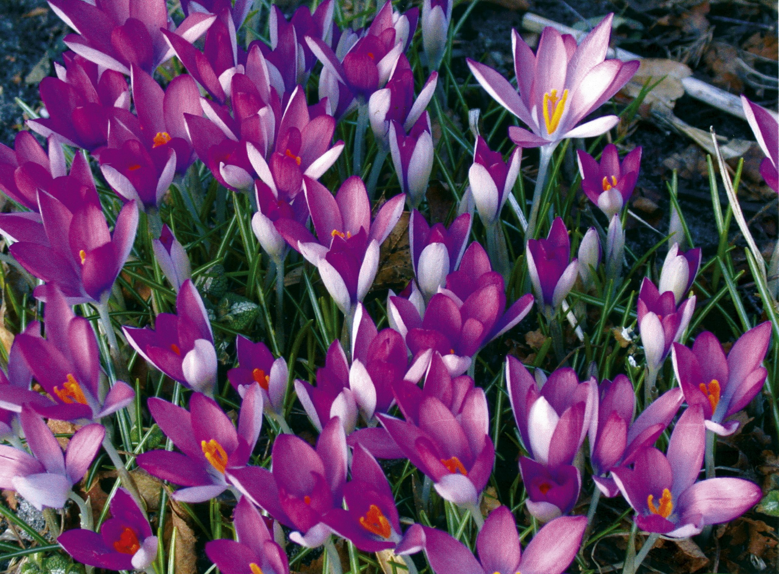 6152_crocus_tommasinianus_roseus_ZK_001.jpeg