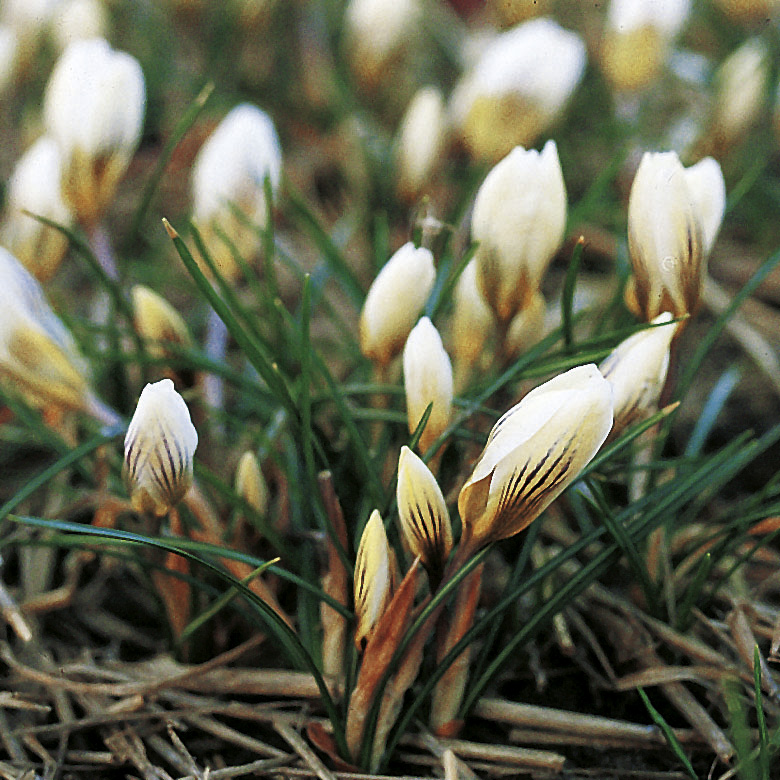 6153_crocus_chrysanthus_snowbunting_ZK_001.jpeg
