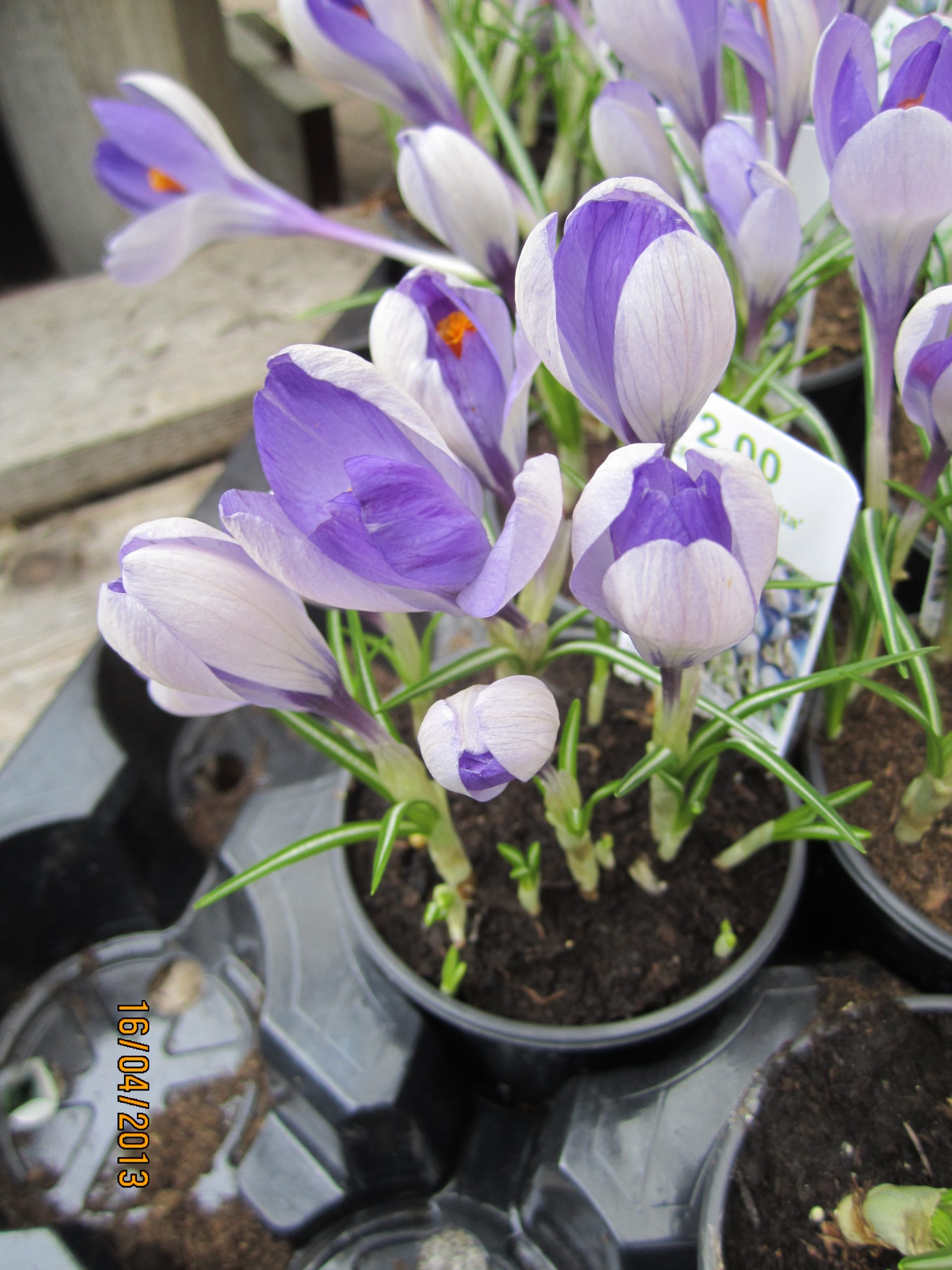 6154_crocus_cultorum_yalta_ZK_001.jpeg