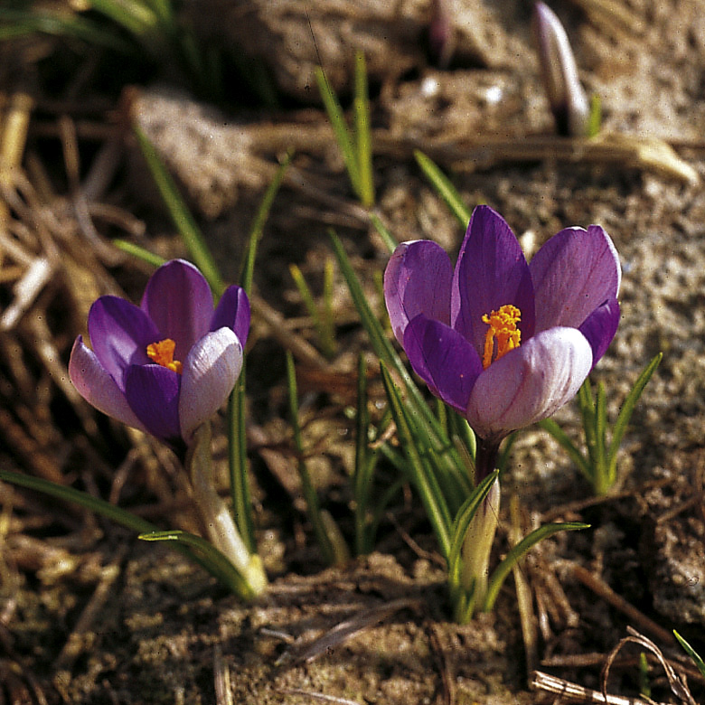 6157_crocus_vernus_ZK_001.jpeg
