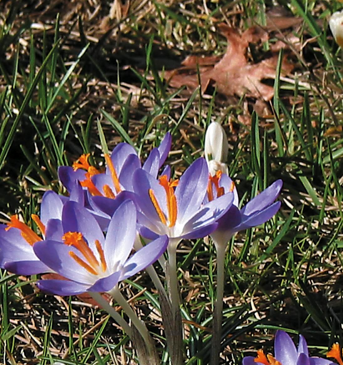 6158_crocus_tommasinianus_ZK_001.jpeg