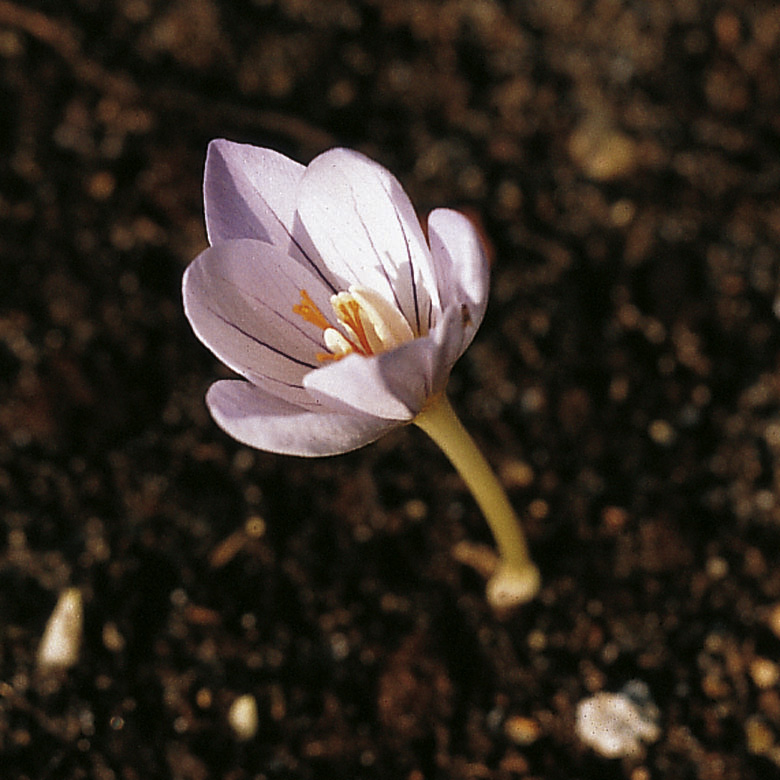 6159_crocus_pulchellus_ZK_001.jpeg