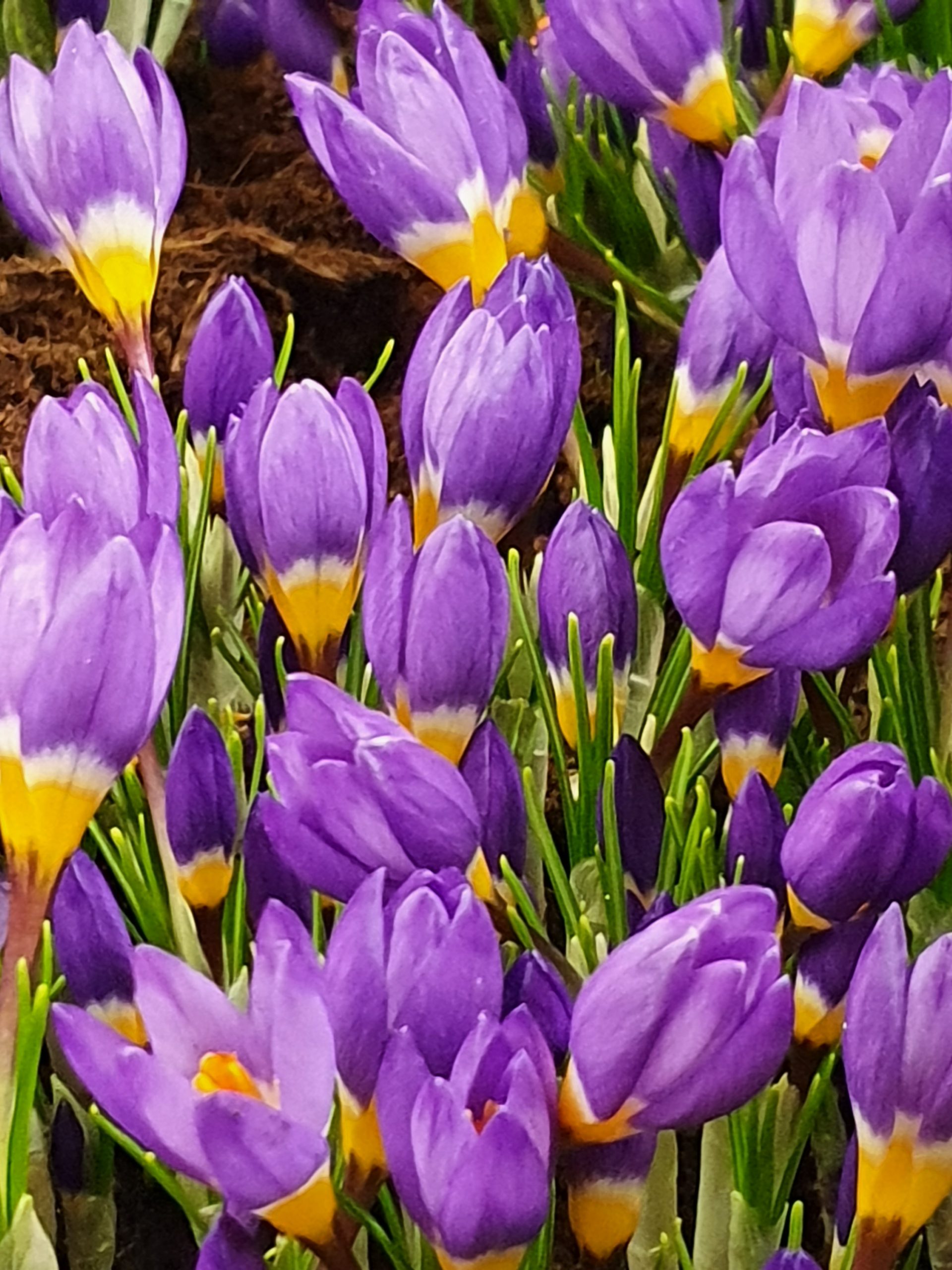 6161_crocus_sieberi_tricolor_ZK_001.jpeg