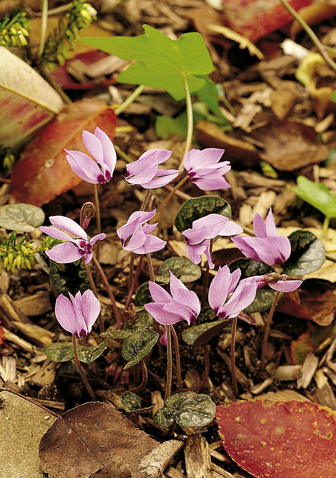6163_cyclamen_cilicicum_ZK_001.jpeg