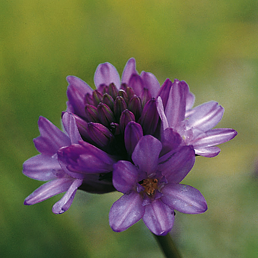 6165_dichelostemma_congestum_ZK_001.jpeg