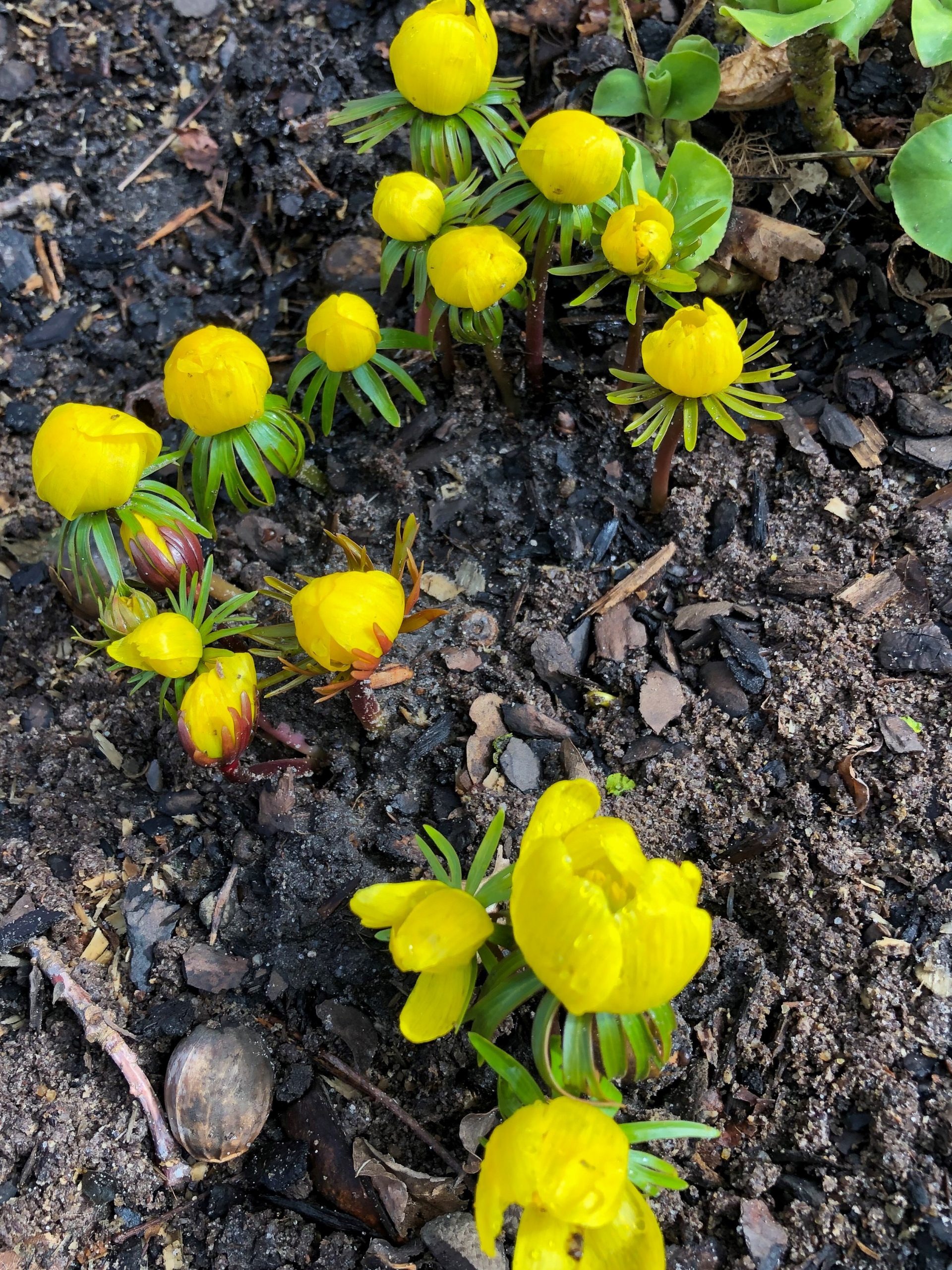 6166_eranthis_cilicica_SS_001.jpeg