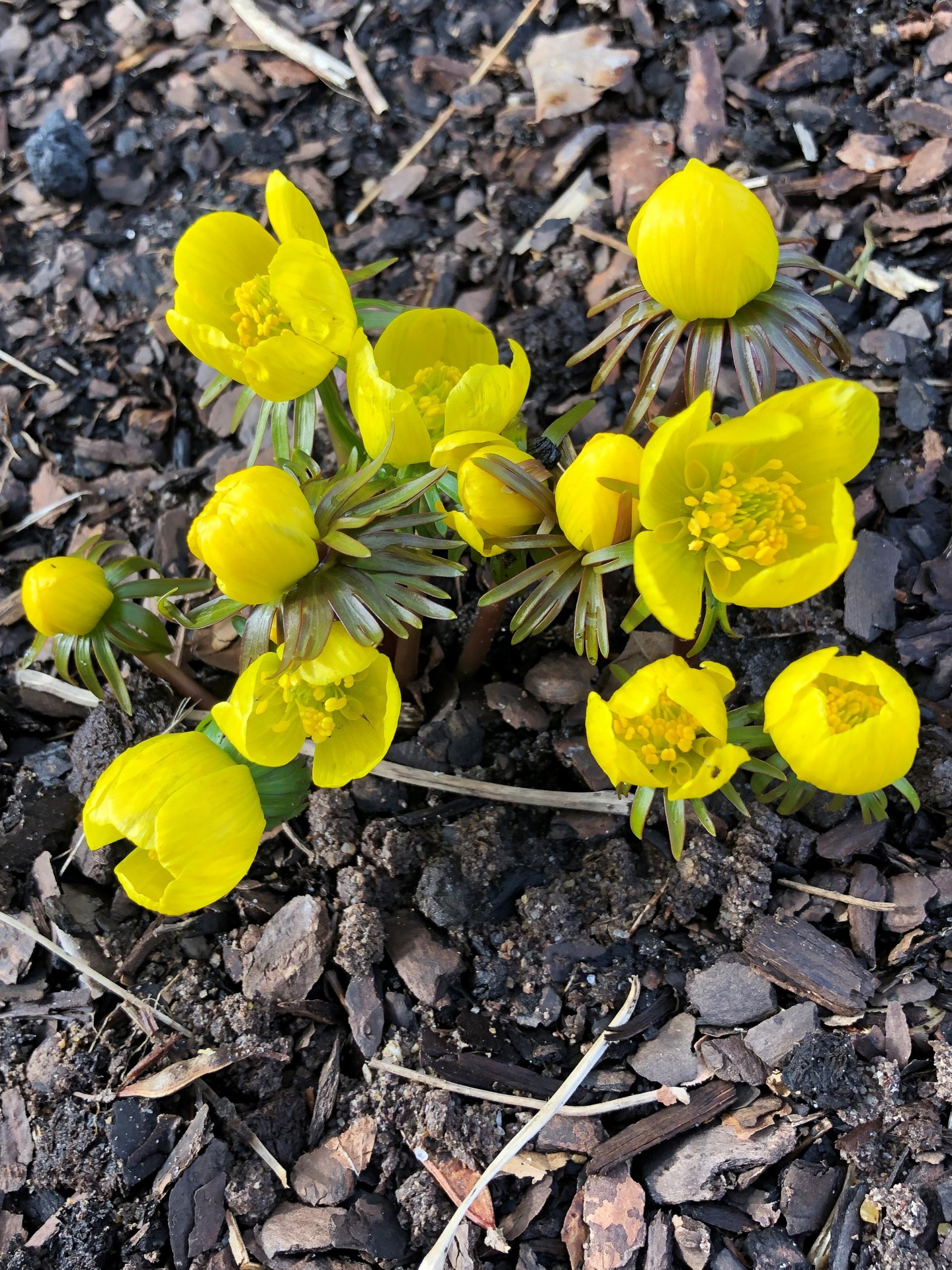 6167_eranthis_cilicica_SS_002.jpeg