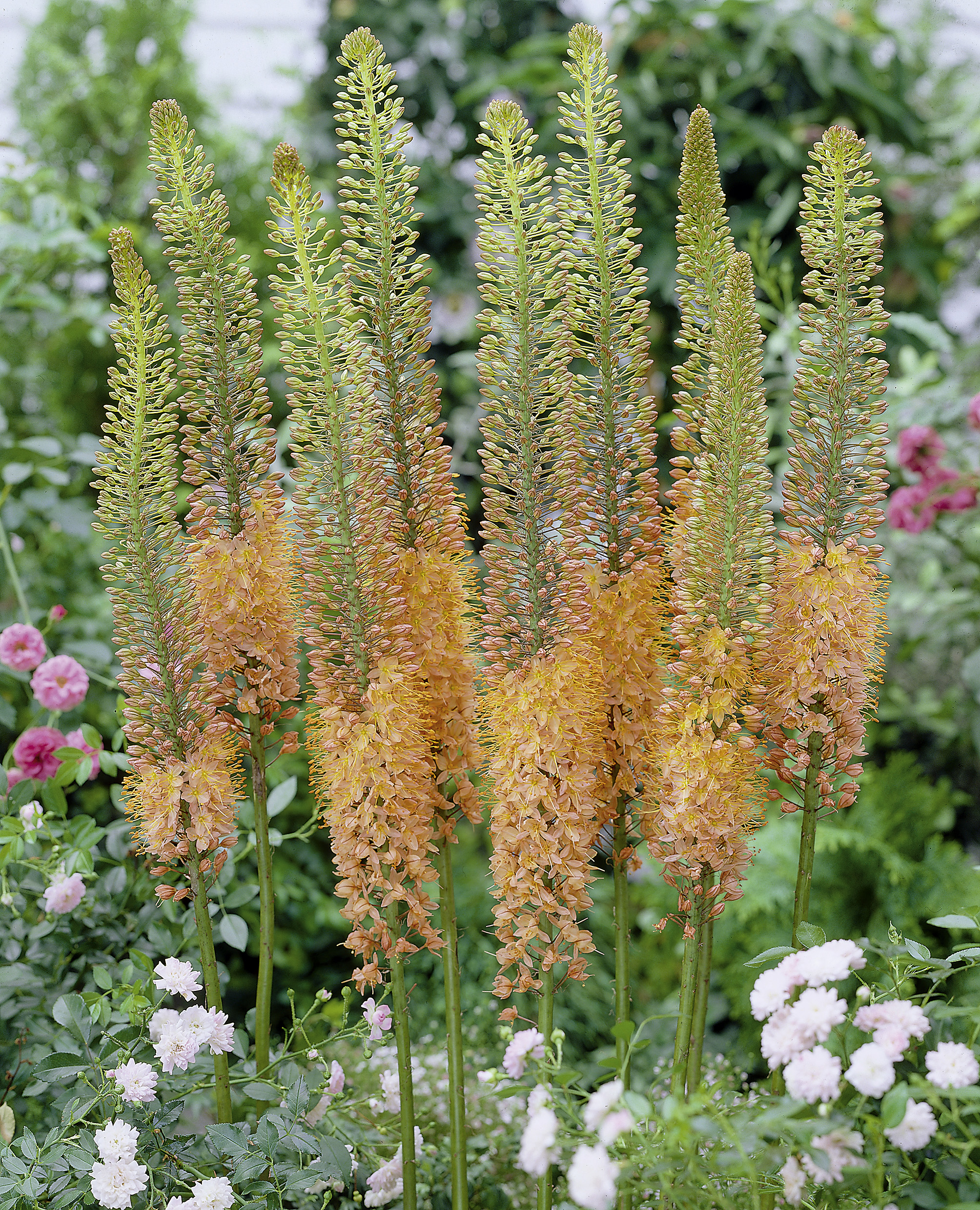 6168_eremurus_cultorum_cleopatra_ZK_001.jpeg