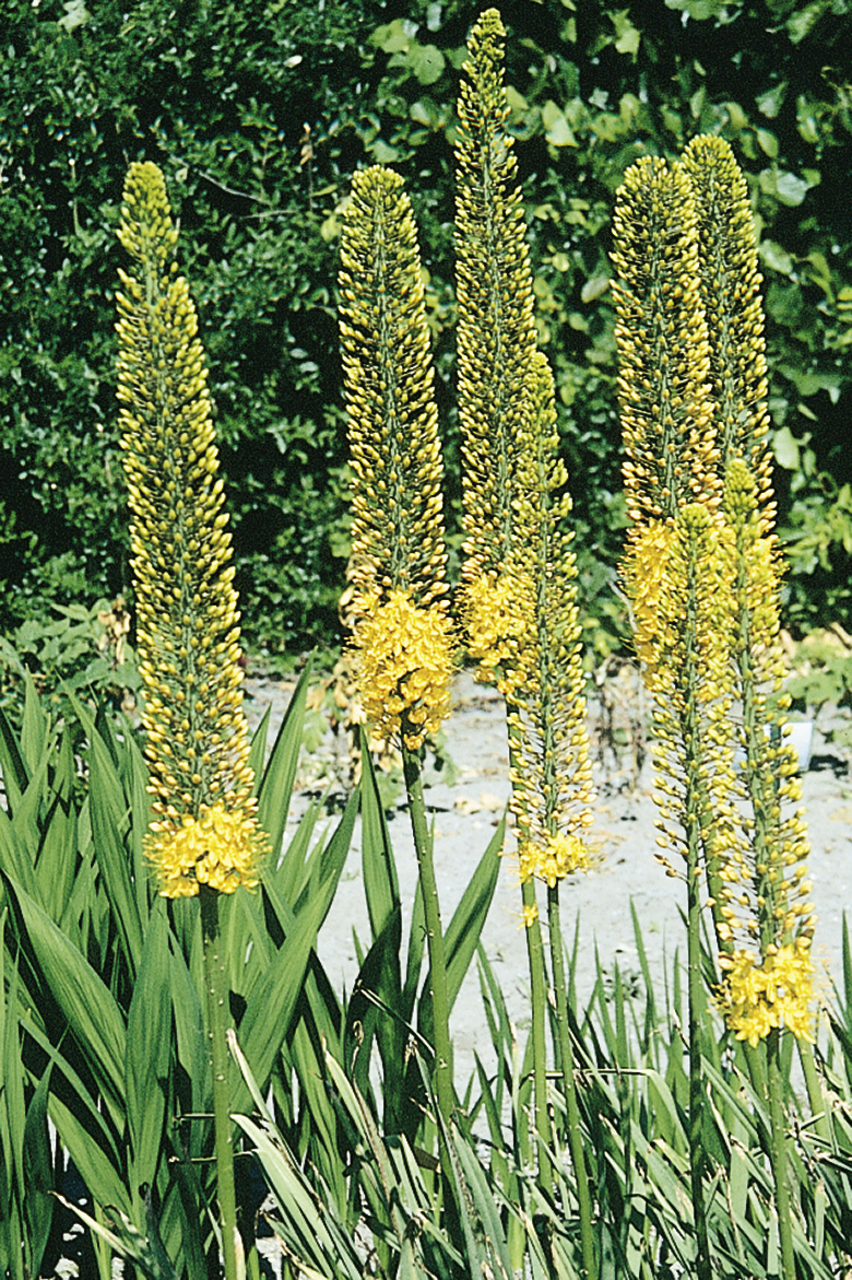 6169_eremurus_cultorum_moneymaker_ZK_001.jpeg