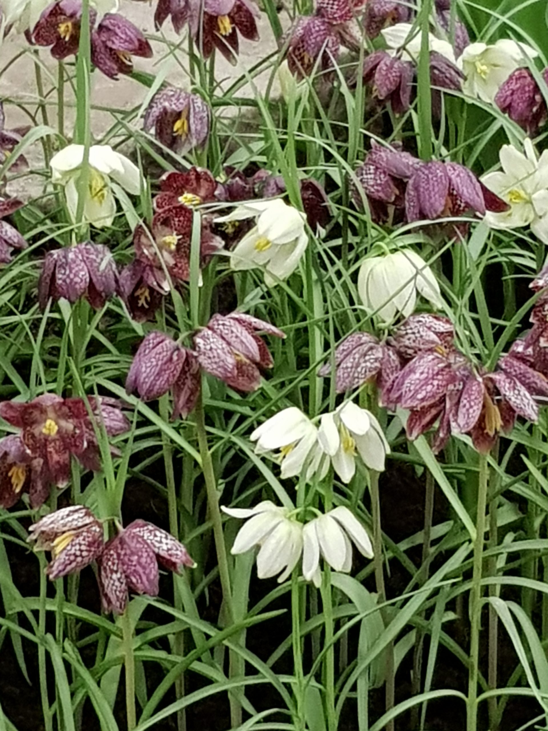 6184_fritillaria_meleagris_ZK_001.jpeg