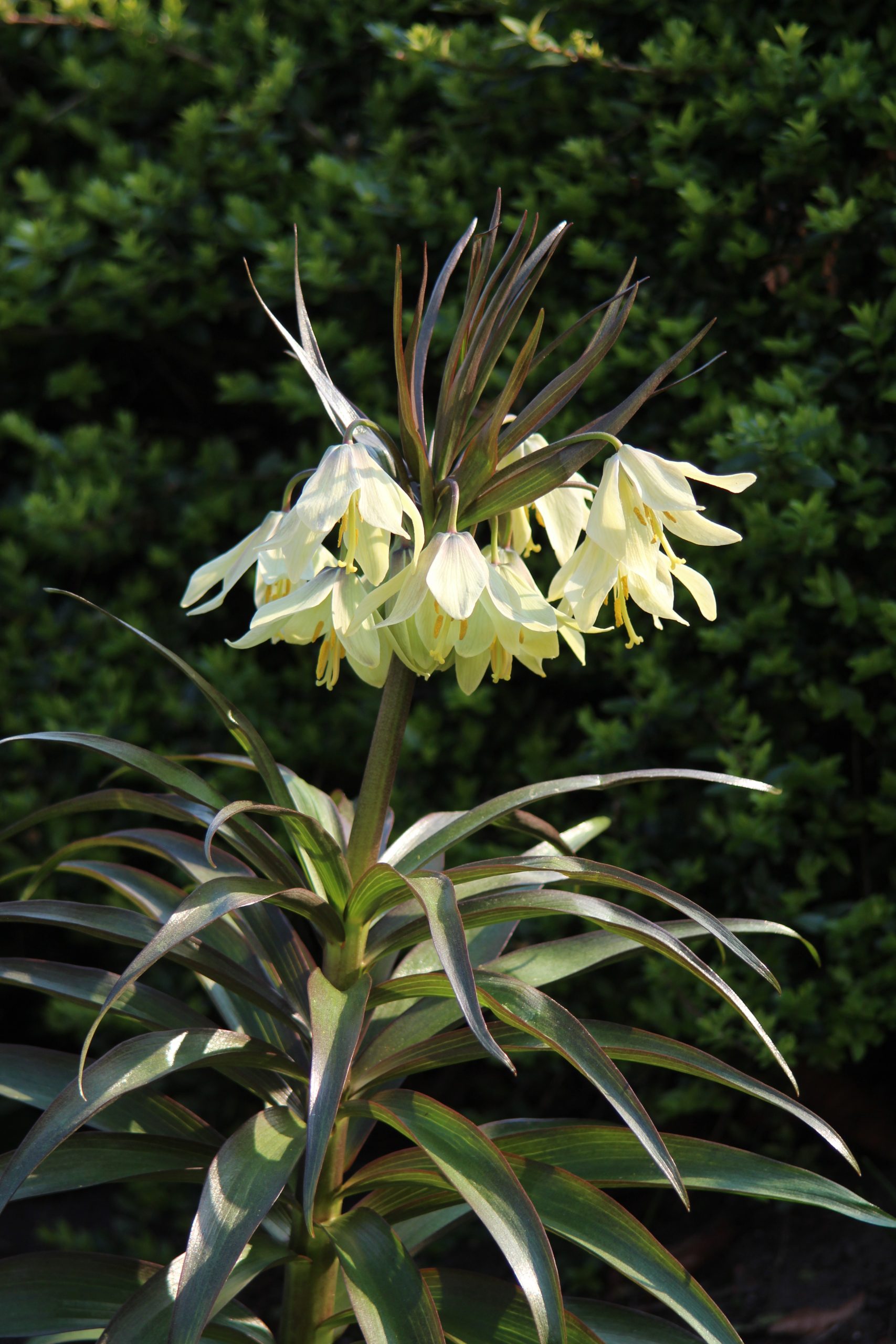 6185_fritillaria_raddeana_ZK_001.jpeg