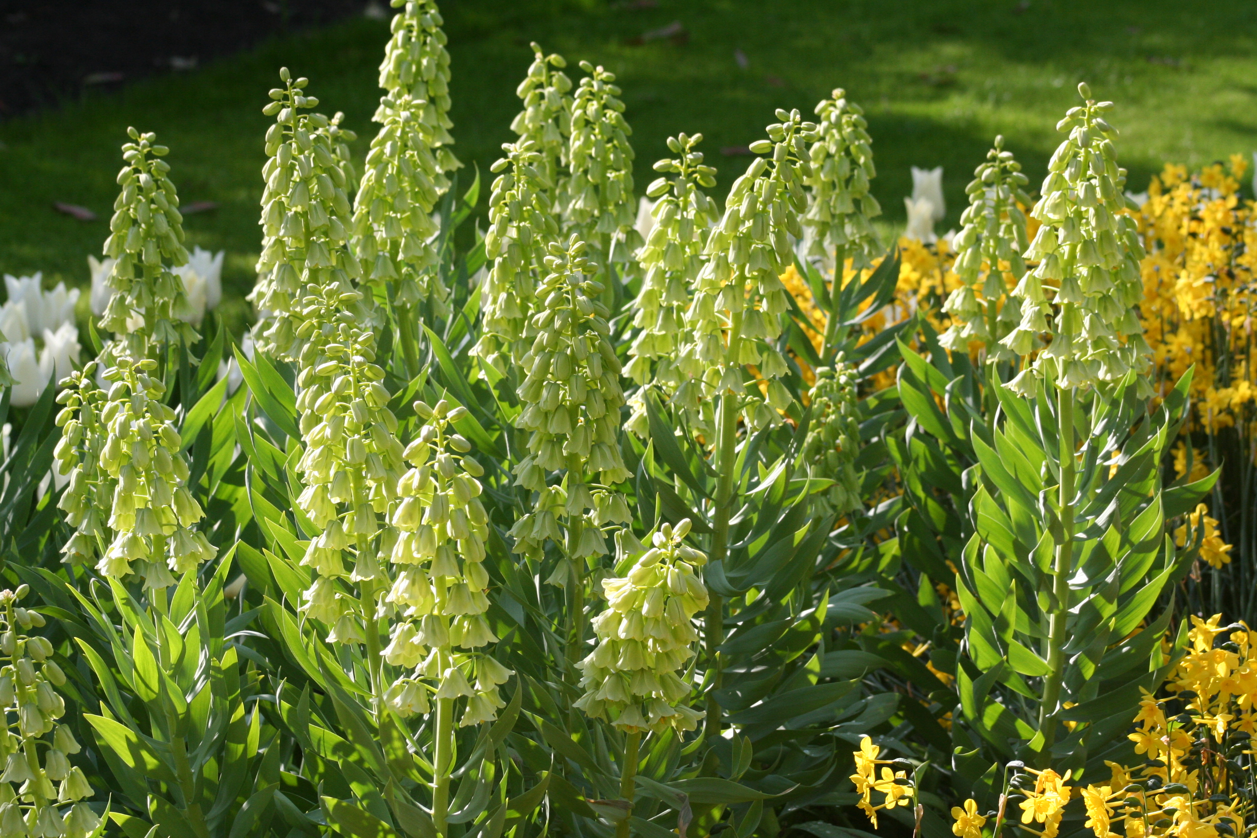 6186_fritillaria_persica_ivory_bells_ZK_001.jpeg