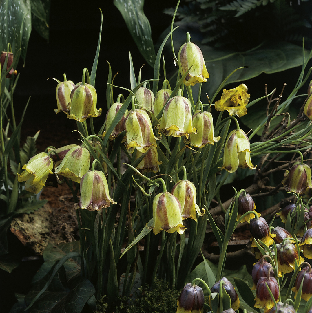 6191_fritillaria_acmopetala_ZK_001.jpeg