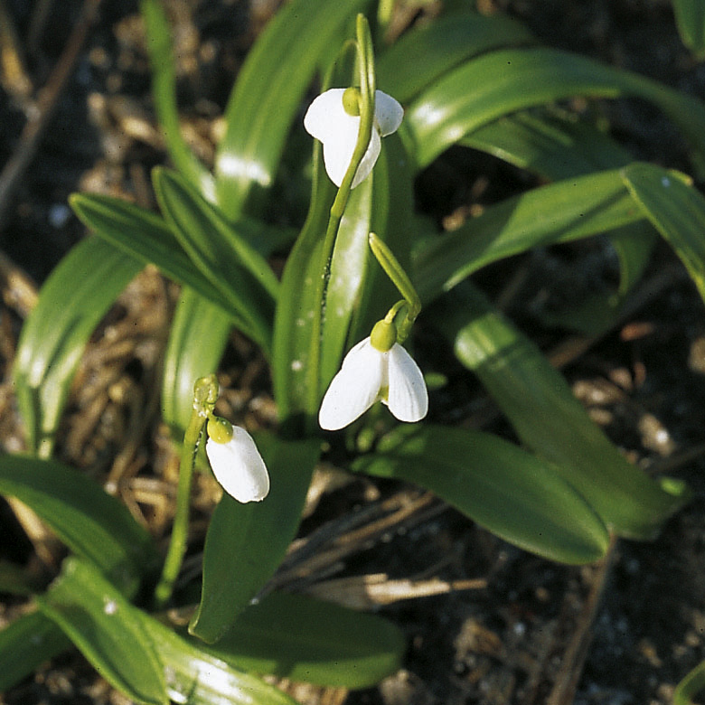 6197_galanthus_woronowii_ZK_001.jpeg