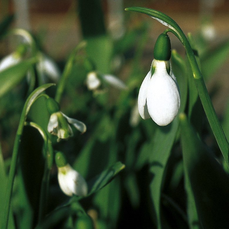 6198_galanthus_elwesii_ZK_001.jpeg