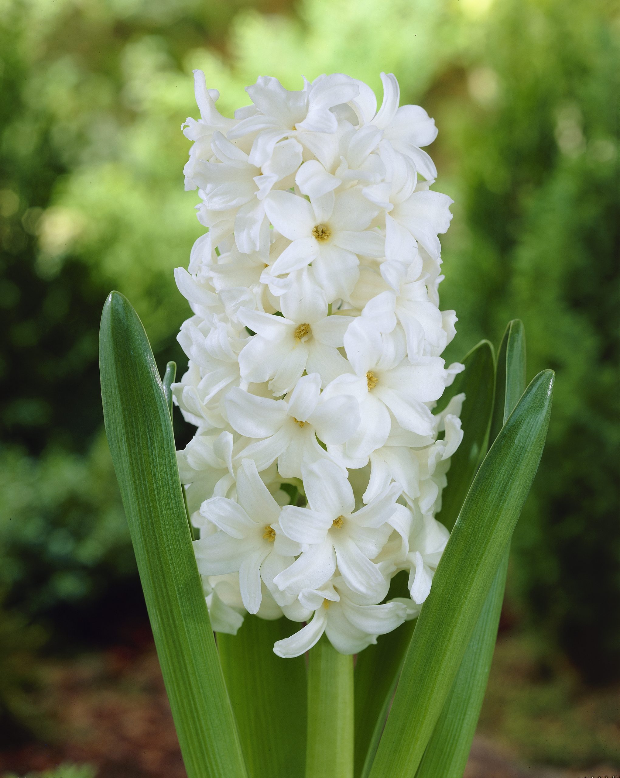 6205_hyacinthus_orientalis_aiolos_ZK_001.jpeg