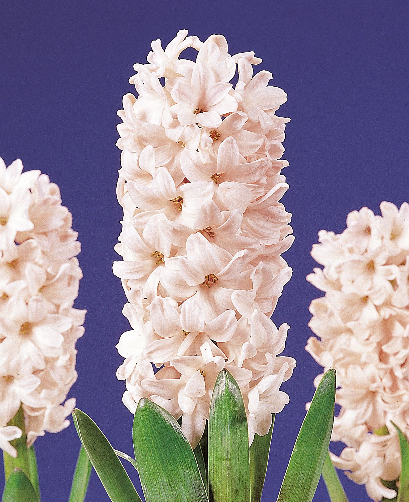 6207_hyacinthus_orientalis_apricot_passion_ZK_001.jpeg