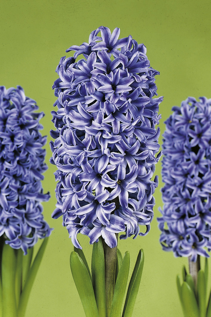 6208_hyacinthus_orientalis_blue_jacket_ZK_001.jpeg