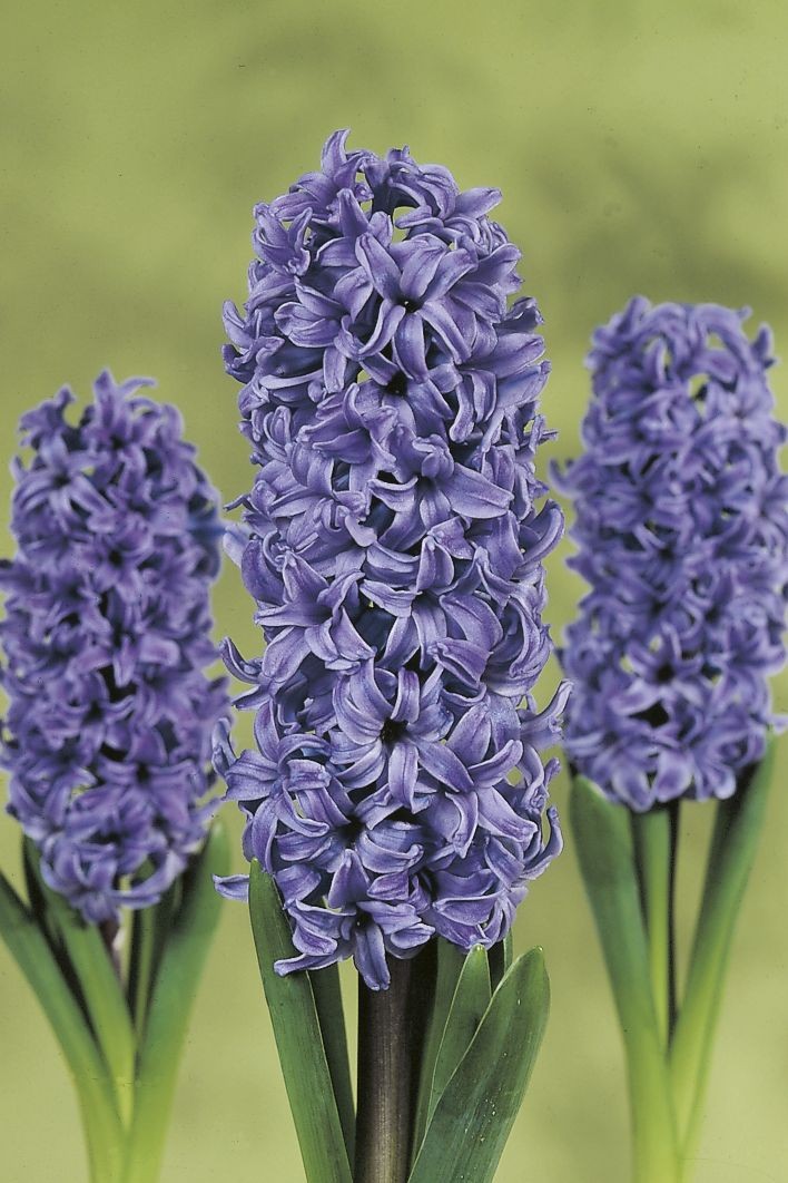 6210_hyacinthus_orientalis_blue_star_ZK_001.jpeg